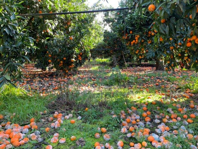 Maltempo: Coldiretti, valanghe, frane e campi allagati, mln danni