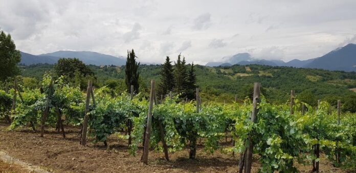 Poderi Visone Vigna