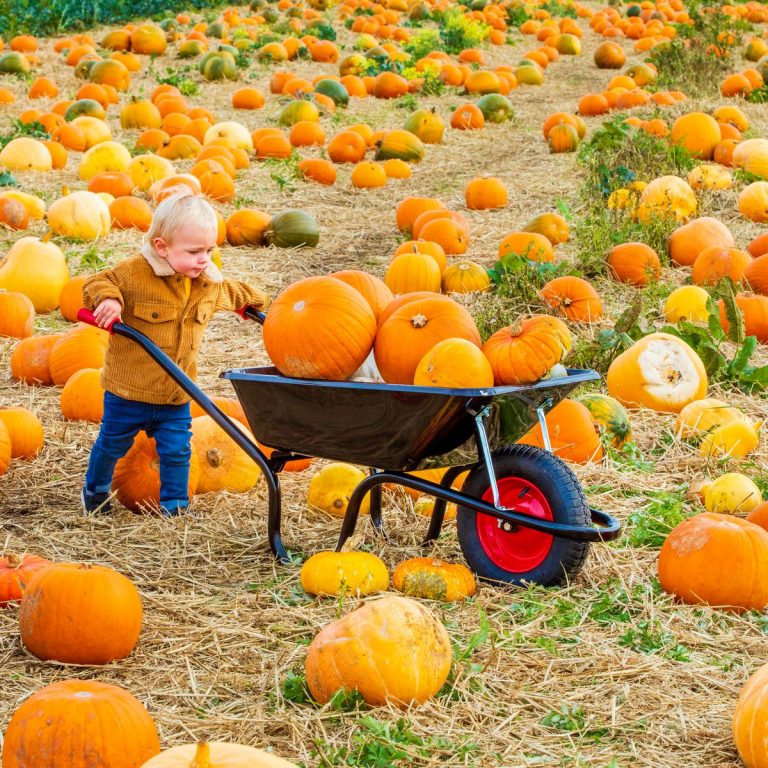 Fuori di Zucca, alla Mostra d’Oltremare dal 15 ottobre al 28 novembre approda il mondo delle “Pumpkins”