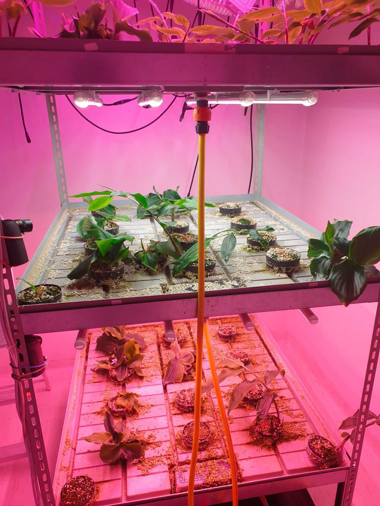 Cosmetici sicuri e sostenibili da piante, scarti agricoli e cellule vegetali
