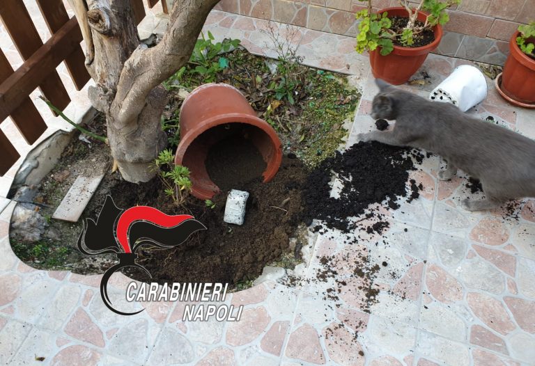 Varcaturo: panetti di hashish “piantati” in un vaso in giardino. 57enne arrestato
