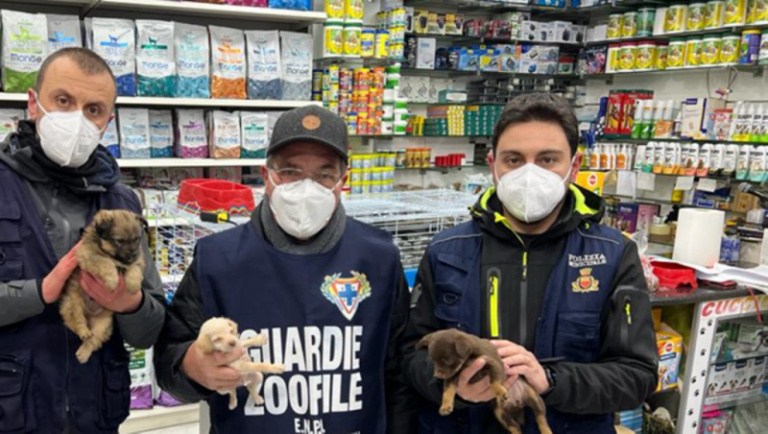 Sequestrati dieci cuccioli di cane dalla Polizia Locale di Napoli