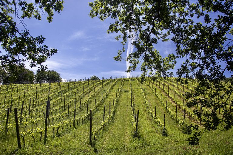 Dal Cilento due sfide della viticoltura campana firmate Tempa di Zoè: ZERO e XA