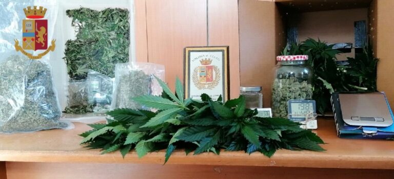 Napoli, Via Piave: scoperta una serra di marijuana. Arrestato un uomo