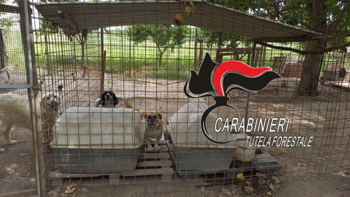 canile acerra 24.06.2022