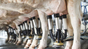 Latte: Coldiretti Campania, no a taglio prezzi alla stalla