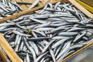 Azzurro Pozzuoli il primo festival del pescato è realtà: dal 18 dicembre