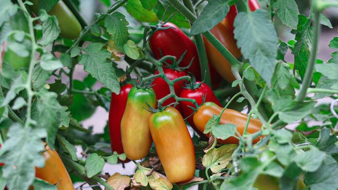 pomodoro san marzano