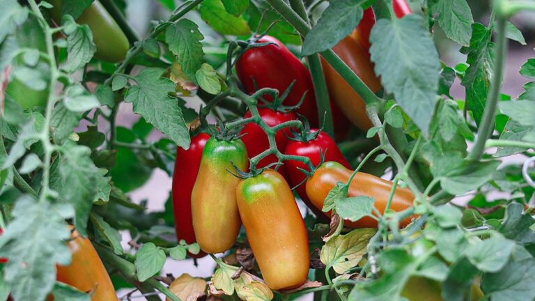 Solo se è DOP è San Marzano: a Sarno la serata dedicata al re dei pomodori