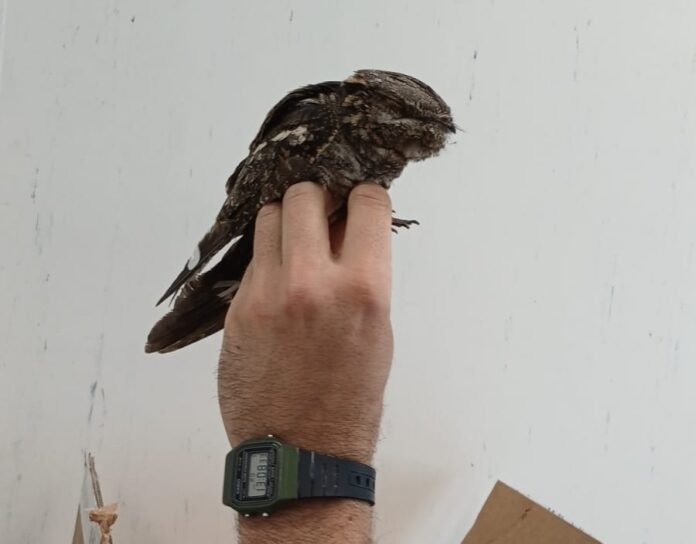 Esemplare di Succiacapre soccorso e affidato alle cure del Centro Recupero Animali Selvatici di Napoli