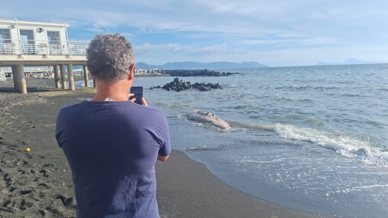 Torre del Greco, carcassa di balenottero spiaggiata: messa in sicurezza e accertaggi