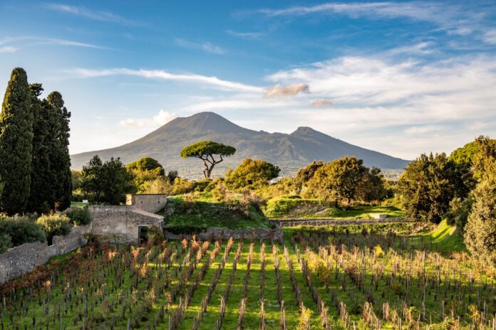 Vigneto con filari di viti verdi davanti a strutture antiche dell'area archeologica di Pompei sotto il cielo azzurro.