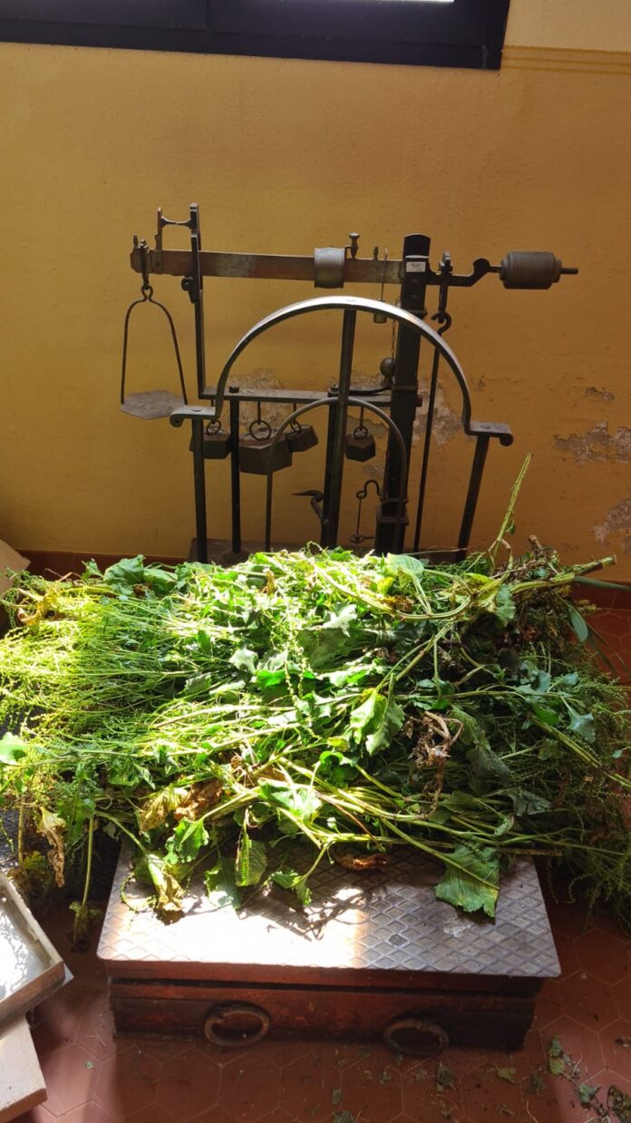 Operatore che raccoglie campioni di terreno in un sito di coltivazione sperimentale del Progetto VENUS nelle terre salate del Veneziano.