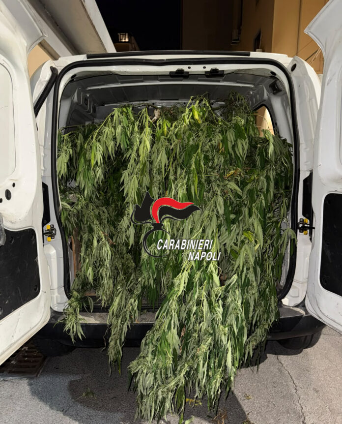 Piante di cannabis caricate nel retro di un furgone durante un sequestro dei Carabinieri a Torre Annunziata.