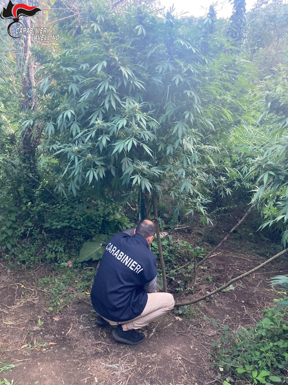 operazione silva densa arrestati due 45enni per coltivazione e spaccio di marijuana da Primacampania.it operazione silva densa arrestati due 45enni per coltivazione e spaccio di marijuana
