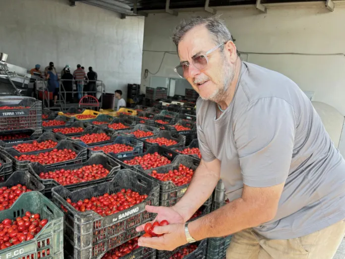 Il pomodoro L’Oro del Vesuvio vince il premio Top Italian Food 2027 da Gambero Rosso