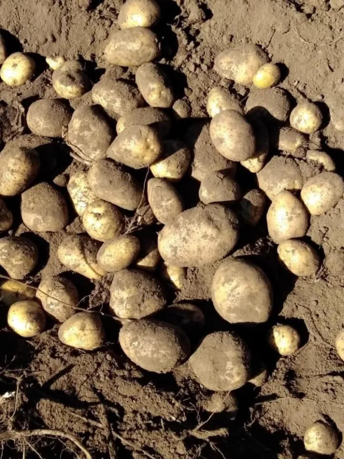 Patate con residui di terra appoggiate sul suolo.